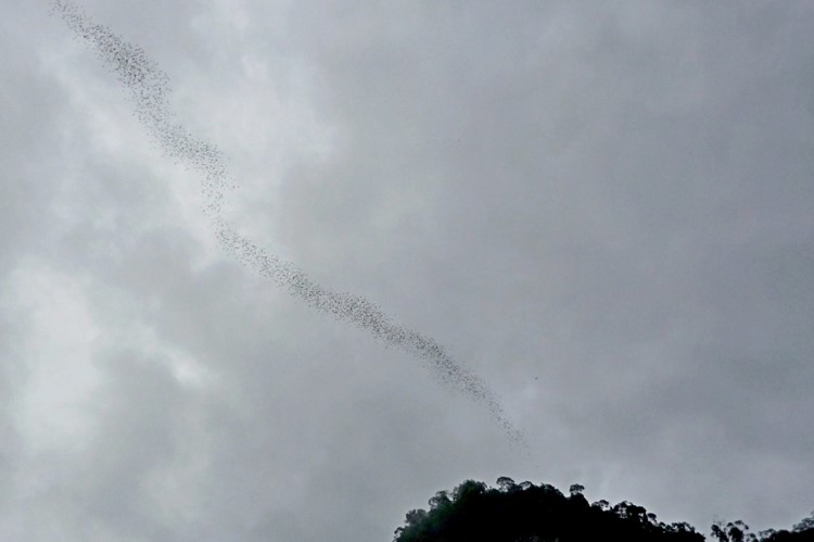 De vleermuizenexodus in Mulu Nationaal Park